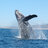 Whaleform