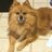 FluffyDog66
