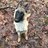 Malinois