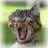 pabothecat