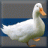 phatduckk