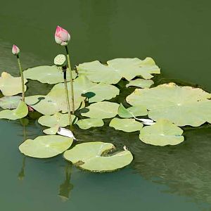 Lotus in the water with self-cleaning