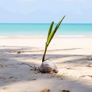 White sand beach and coconut