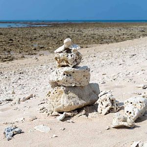 Coral bleaching on the sandy beach