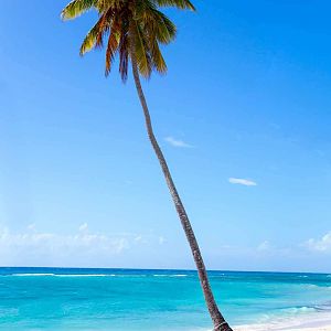 Palm trees on the beach of Isla Saona