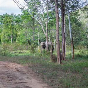 Kui Buri Elephant National Park Thailand