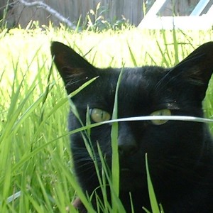 fang the cat