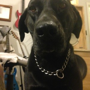 duke checking on master