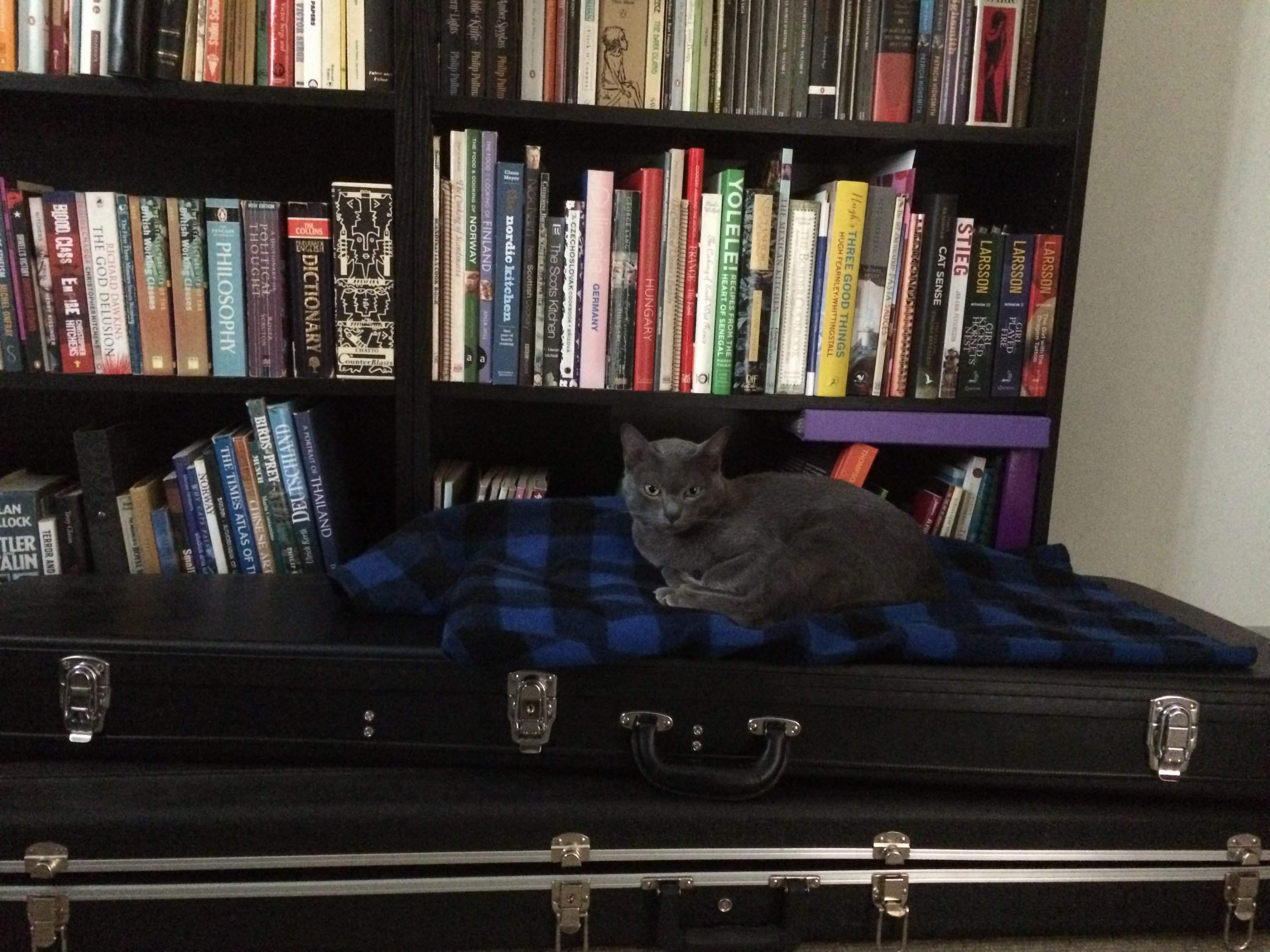 cat on cases