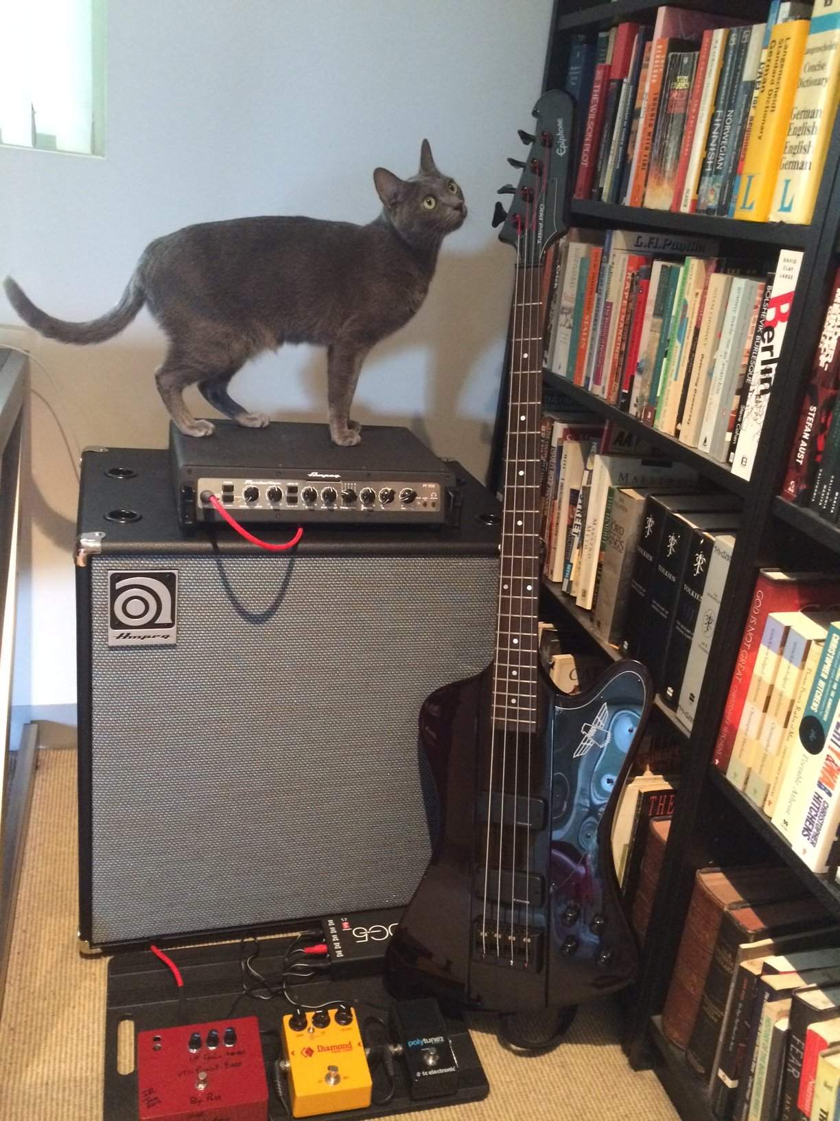 catbird
