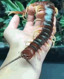 1000pat-centipede.gif