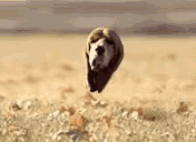 tenor.gif