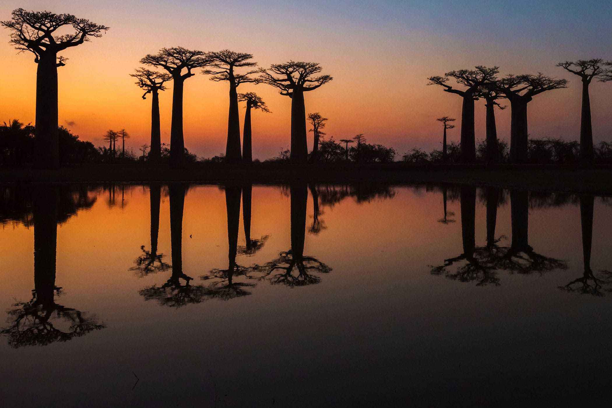 Amazing-Trees-hero.jpg