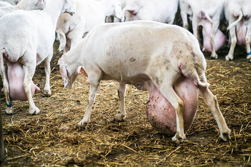 Huge_udders.jpg