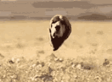 dog-head.gif