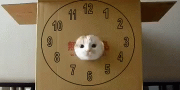 kitten-cuckoo-clock.gif