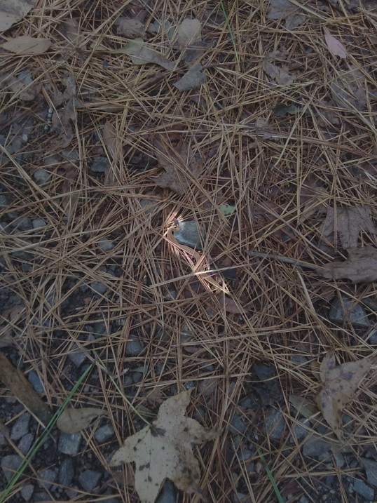 Snake-found.jpg