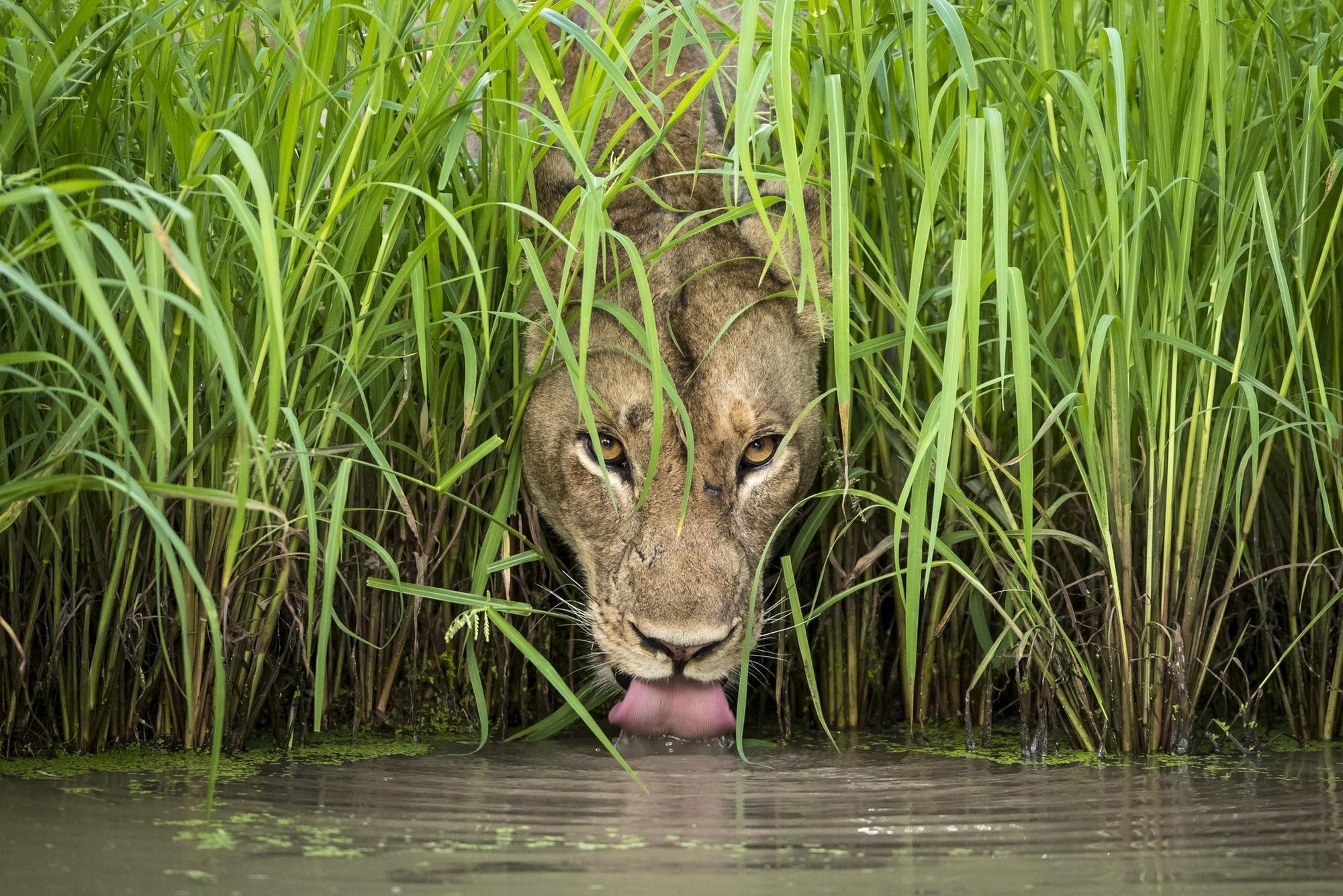 ct-ae-wildlife-photographer-mangelsen-0310