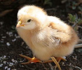 280px-Chick04.jpg