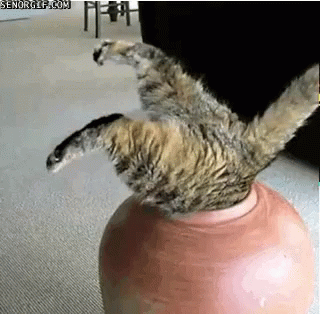 funny-animals-stuck.gif