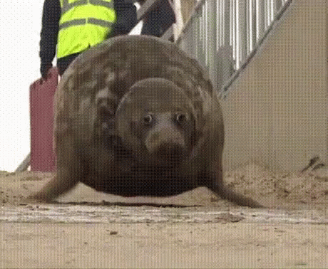 nv631wpbubr11.gif