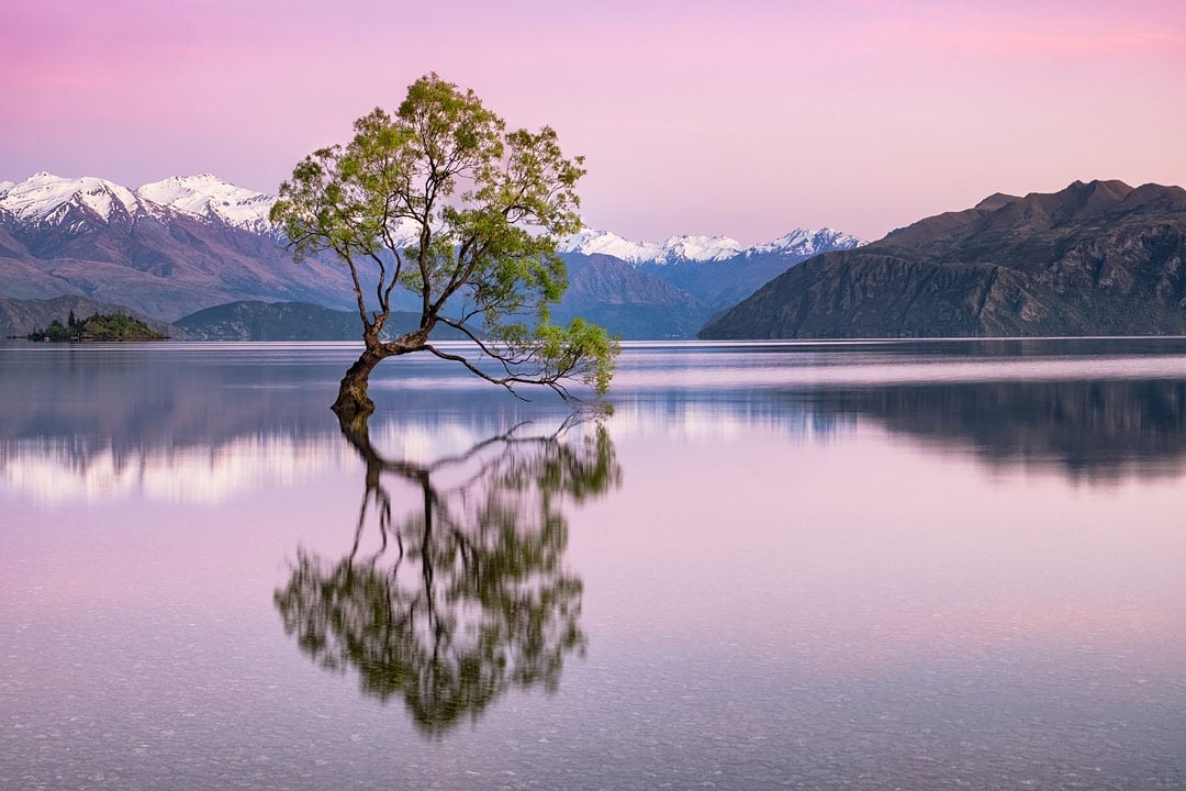 visiting-the-iconic-wanaka-tree-1439249.jpg