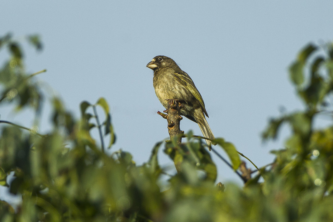 Thick-billed_Seedeater.jpg