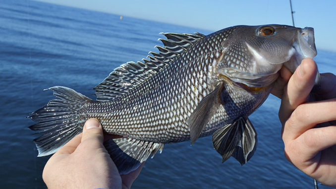 BSB-678x381.jpg