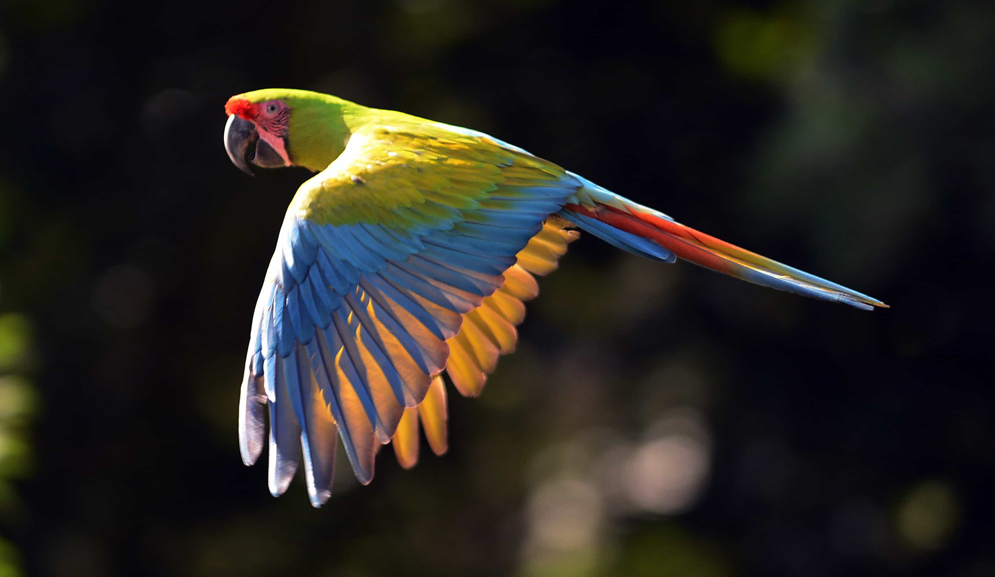 151001GreenMacaw.jpg