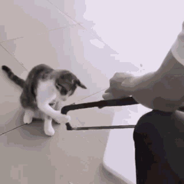 cat-saw.gif