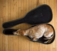 1c9bf372dc43378f1018da21f7a014ef--guitar-case-guitar-room.jpg