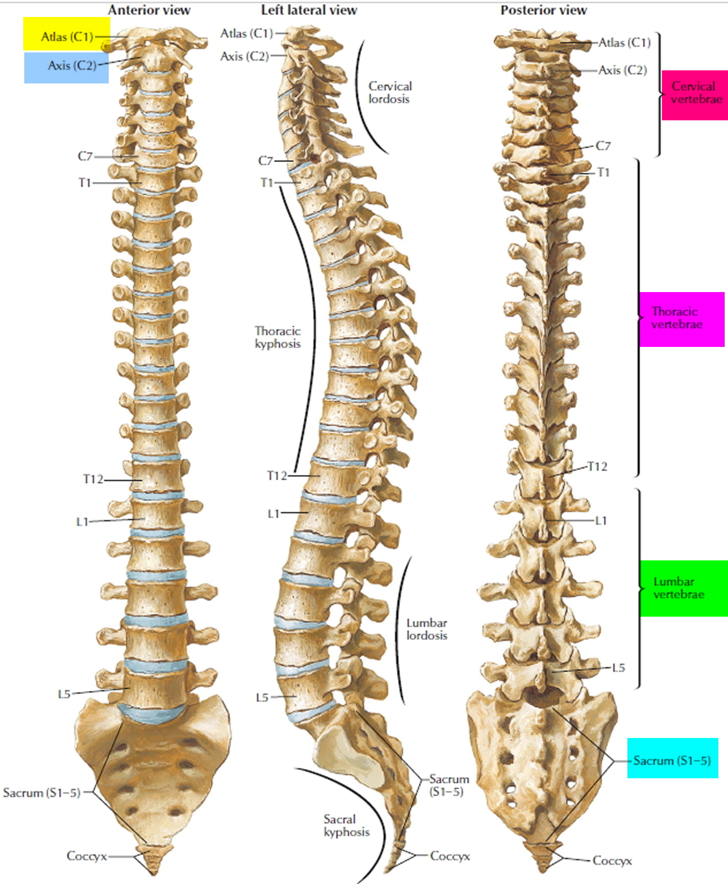 vertebral-column.jpg