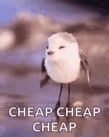 cheap-money.gif