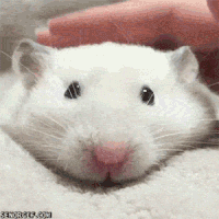 f9140043c97f3056b4a5ed76cd94ce51_w200.gif