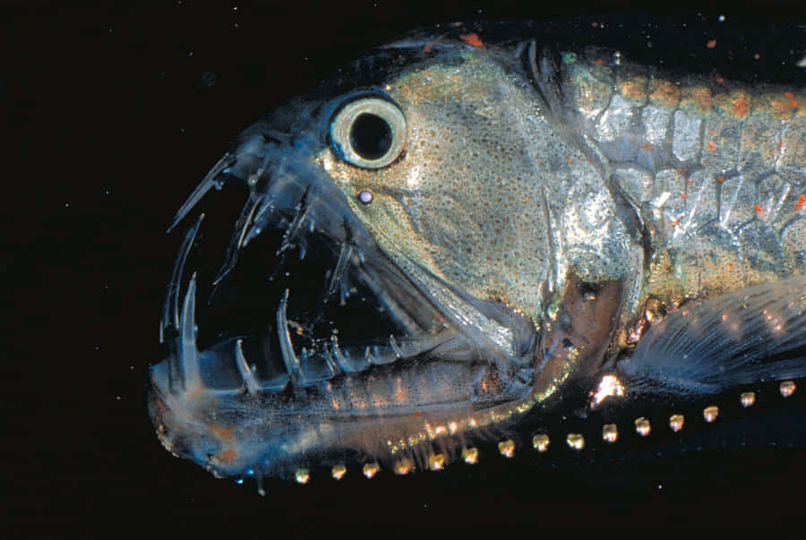 deep-sea-viperfish-closeup-zp2opodttou5bh20.jpg