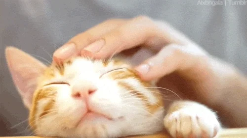 giphy.webp