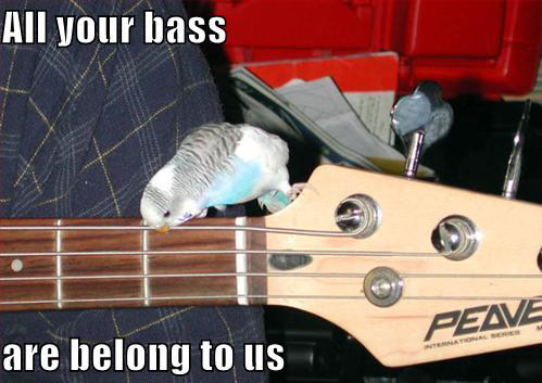 Allyourbassparakeet.jpg