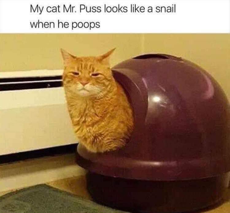 PejkgvH.jpeg