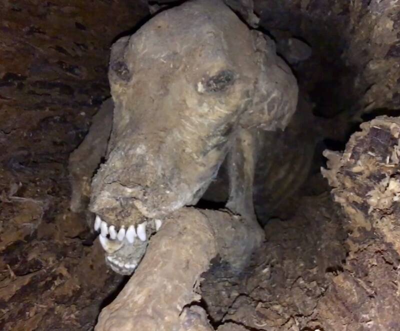 mummified-dog.jpg