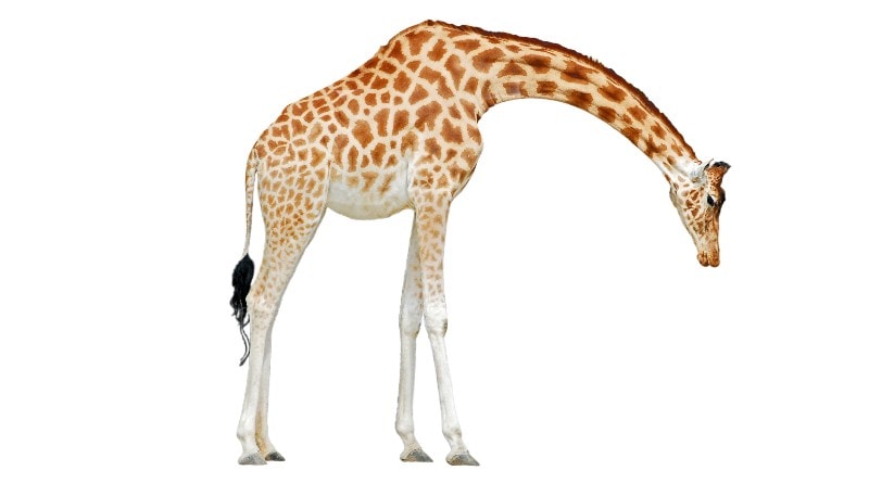 neckdive.jpg