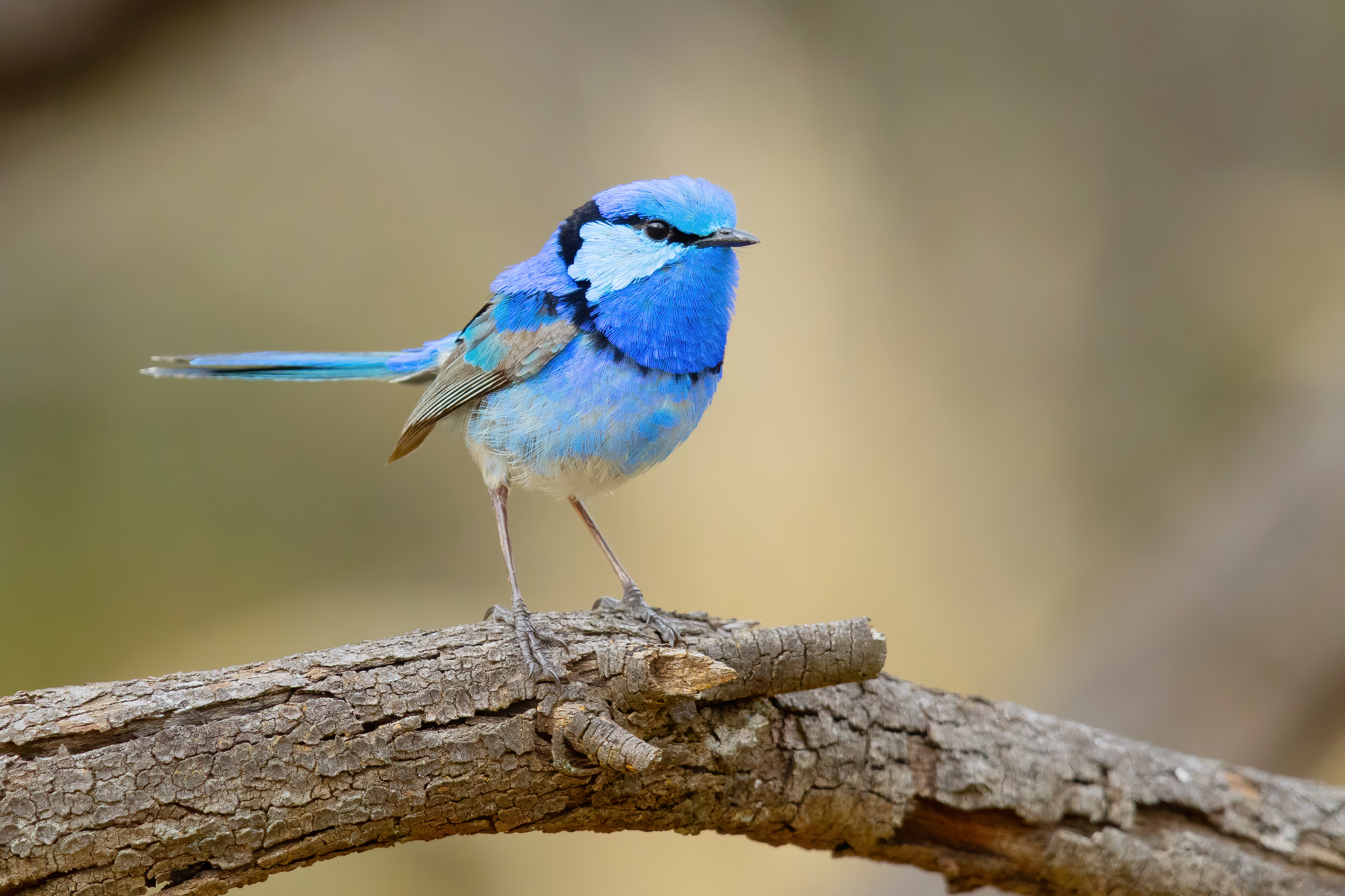 Splendid_Fairywren_8352.jpg