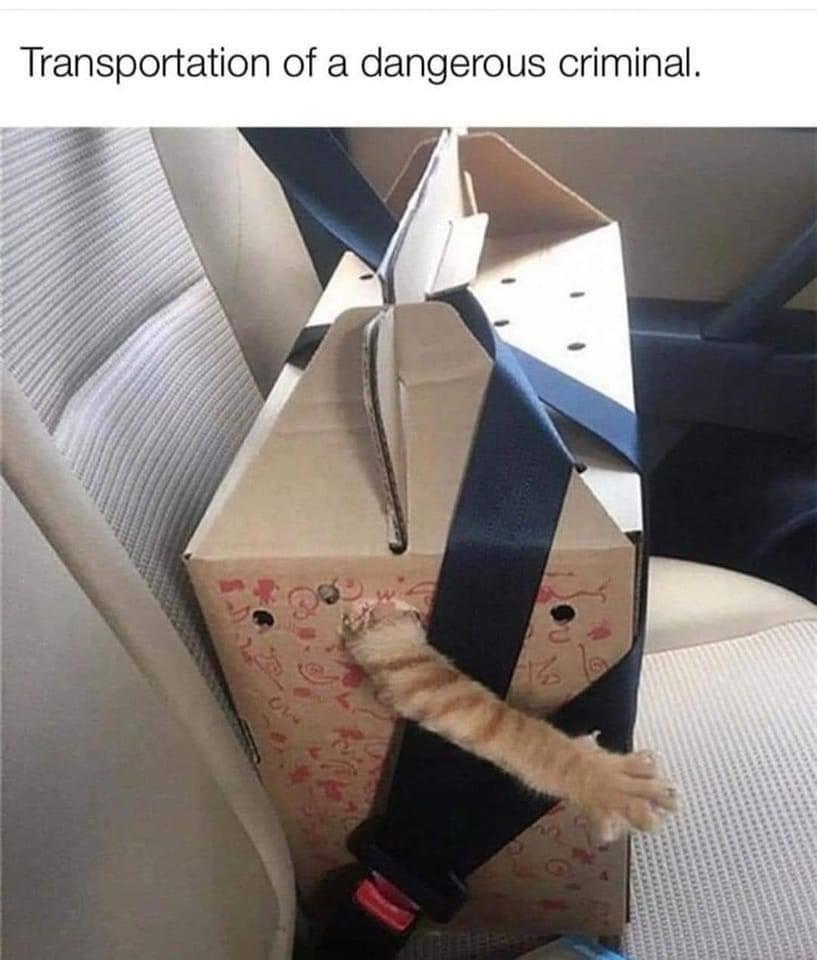 REvardT.jpeg
