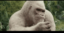 birdie-flip-off.gif