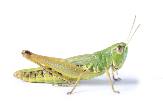 grasshopper.jpg