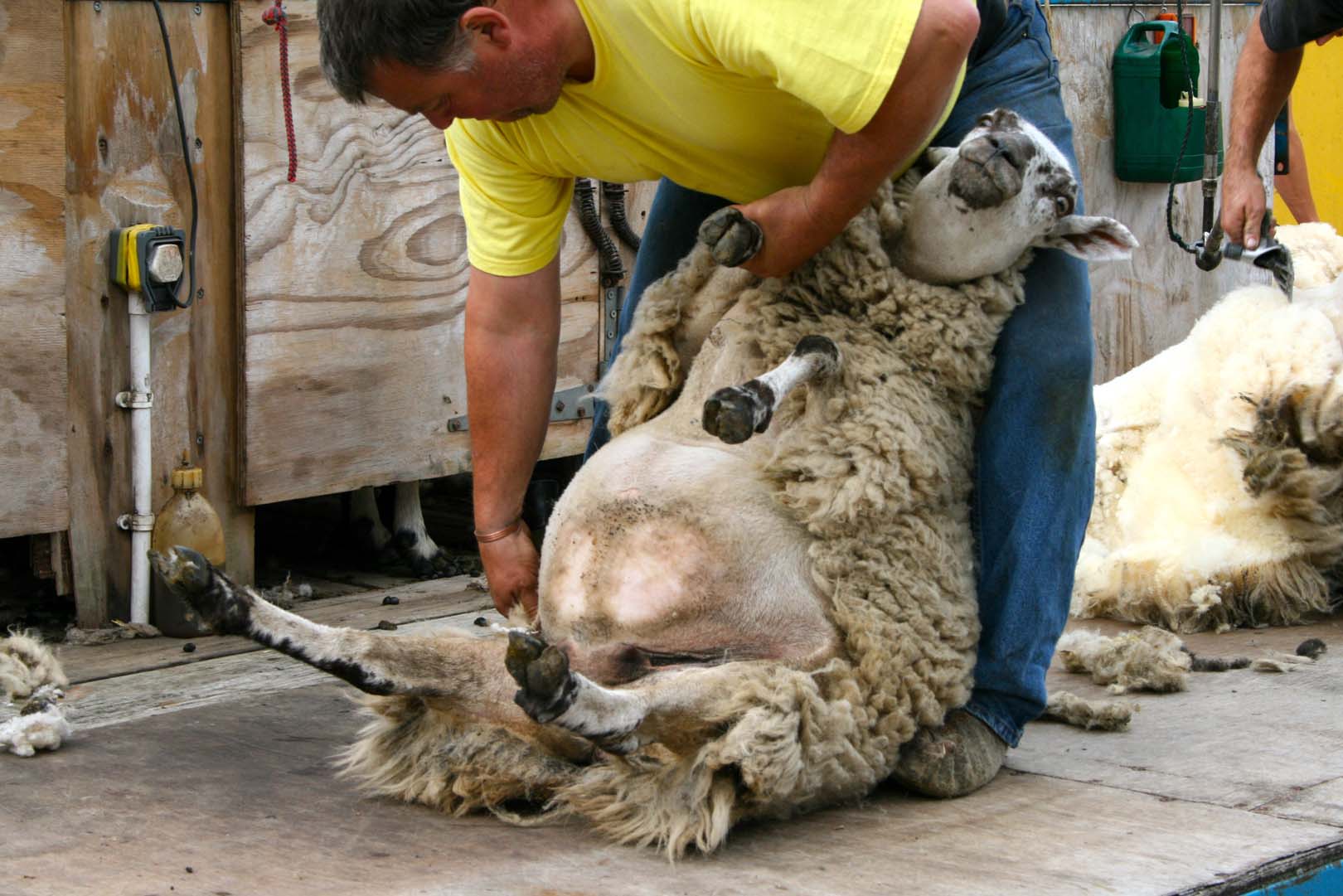 shearing1.jpg
