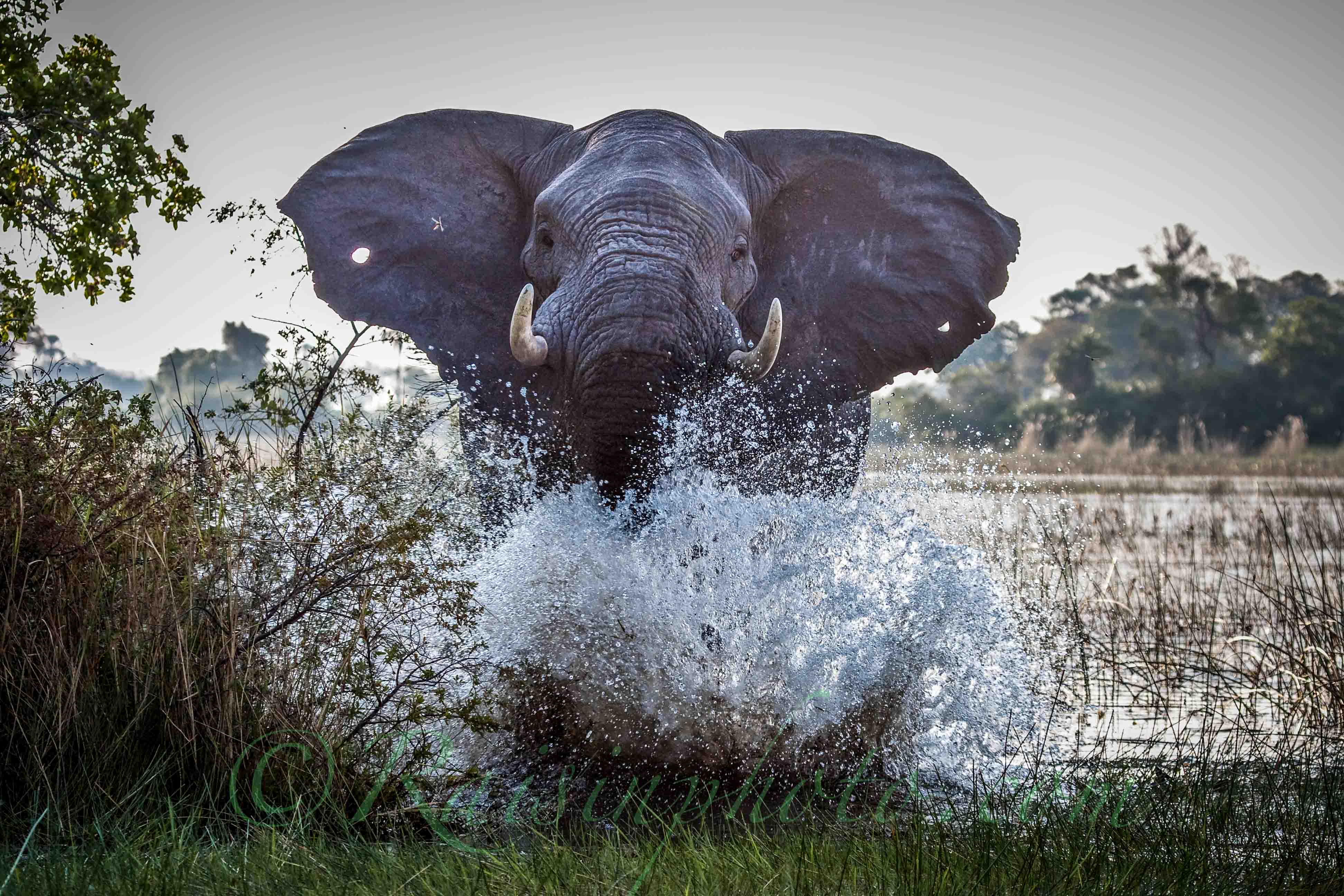 wildlife-photography-idea.jpg
