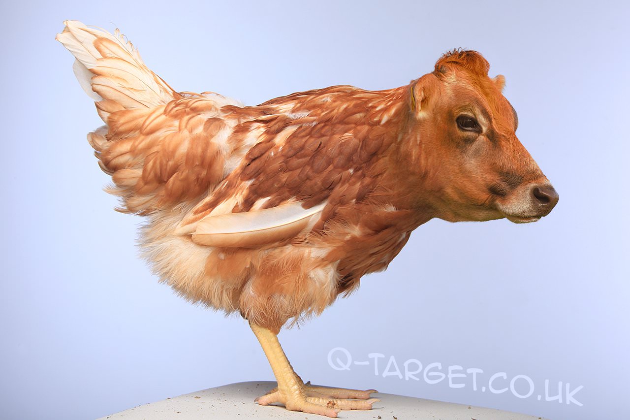 abJ0W8g.jpg