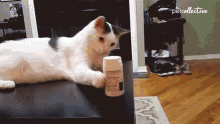 Cat Knocking Things Off Tables Gif GIFs | Tenor