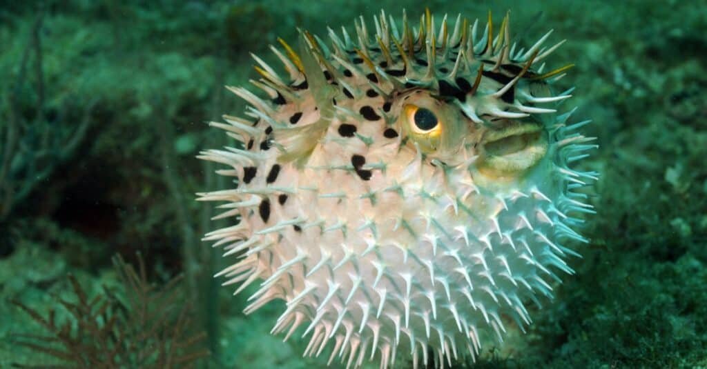 pufferfish-1024x535.jpg