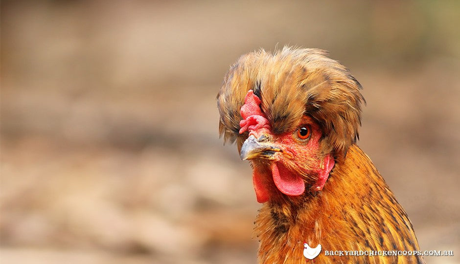 polish-chicken-showing-beak.jpg
